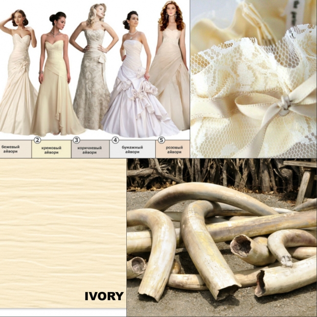 Ivory слоновая кость